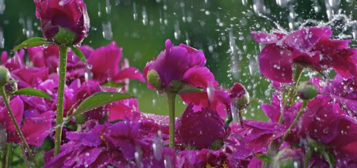 Συνέχεια του Εαρινού τουρνουά την επόμενη Κυριακή 04-06-2017, το οποίο διακόπηκε λόγω βροχής. 4